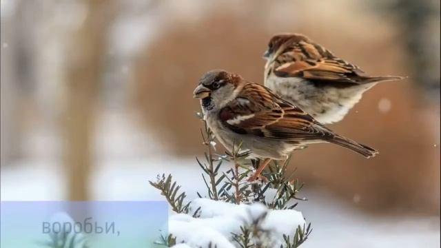 Викторина для детей 
