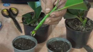 РАЗМНОЖЕНИЕ ФИКУСА ДОМА! ПОЛНЫЙ ЦИКЛ ОТ А до Я!