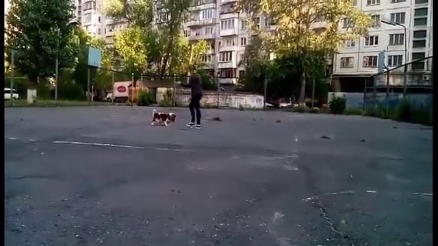 Есения Роля Спаниель - 3 года. г.Челябинск