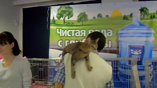 Кошки серенгети в Челябинске смотреть онлайн