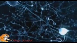 Онтогенез человека