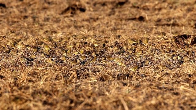 Стая зеленушек (Chloris Chloris). Птицы Беларуси.