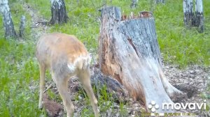 Солонец для косули