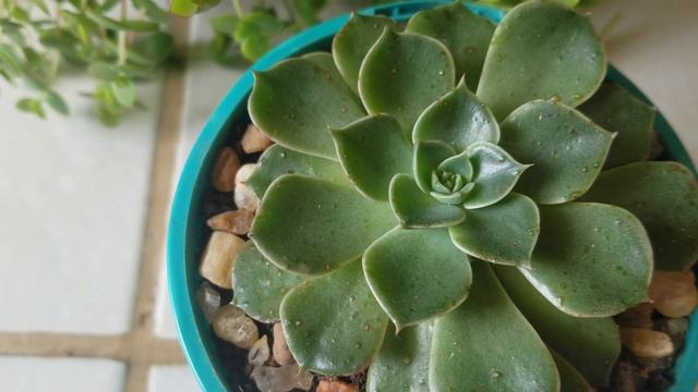 Como cuidar da graptopetalum híbrida da Tacitus Bellus смотреть онлайн