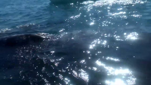 Ballena gris y ballenato en Puerto Adolfo Lopez Mateos Baja California Sur, México. смотреть онлайн