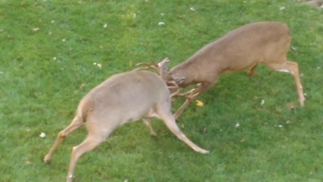 Buck Fight | Whitetail Deer go at it смотреть онлайн