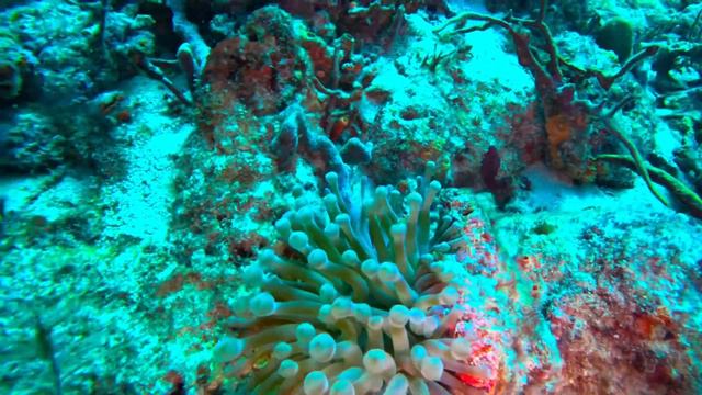 Sea Anemone. Where have they all gone? смотреть онлайн