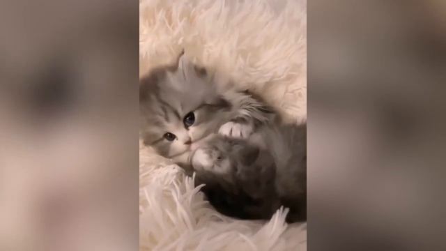Смешные котики #45.mp4 смотреть онлайн