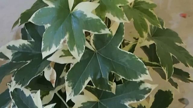 × Fatshedera lizei 'Variegata' смотреть онлайн