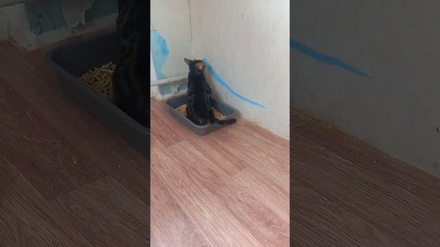 Мой угольный бенгал