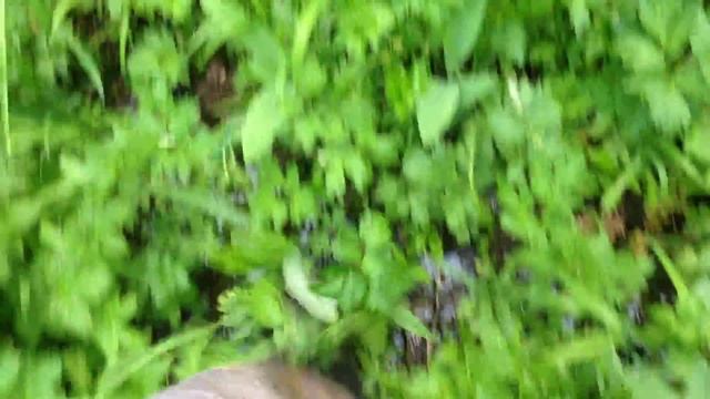 Участок "Восточный" 5. Лес, почва. смотреть онлайн