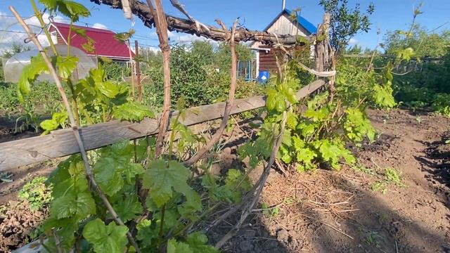 Летняя формировка заброшенных кустов винограда! Можно ли заниматься этим летом? Да, можно и нужно! смотреть онлайн