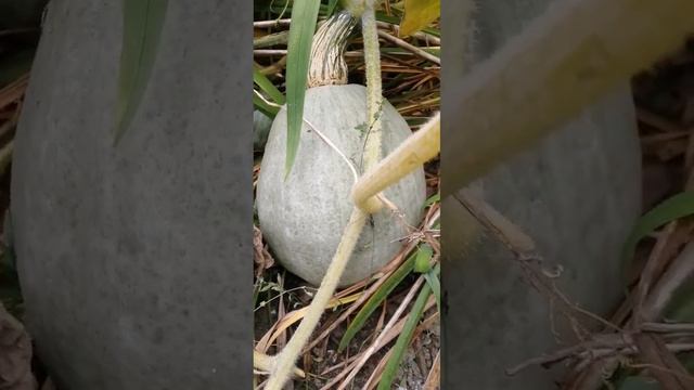 тыква серая. смотреть онлайн