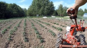 Мотоблок МТЗ Беларус 09Н  окучивание картофеля мотоблоком