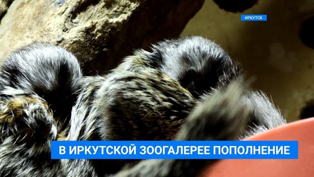 Пополнение в зоогалерее смотреть онлайн