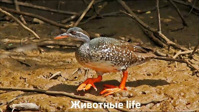 АФРИКАНСКИЙ ЛАПЧАТОНОГ?/Животные life/Птицы/Животные/Интересные факты смотреть онлайн