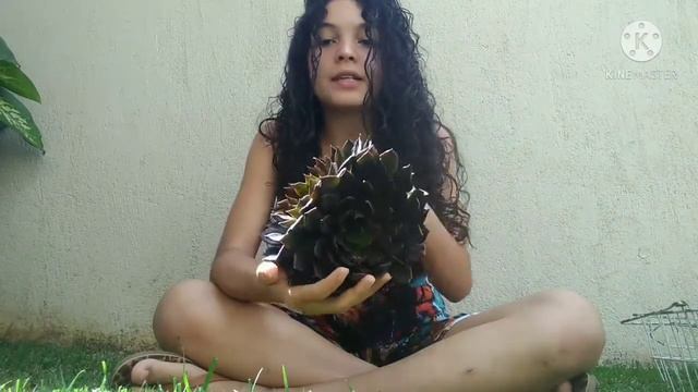 Replantando minha echeveria Black Prince 💮 смотреть онлайн