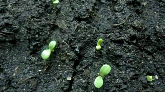 ГАЦАНИЯ ВЗОШЛА, ЧТО ДАЛЬШЕ, Видеоурок от Ольги Черновой для начинающих 21 января 2017 г смотреть онлайн