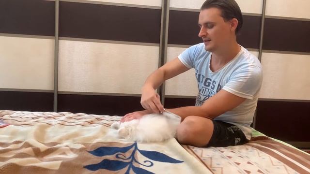 У нашего шпица линька Нам десять месяцев. Избавляемся от лишней шерсти. смотреть онлайн