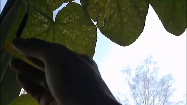 Выращивание огурцов на окне, сорт Оконно-балконный. часть 3 смотреть онлайн