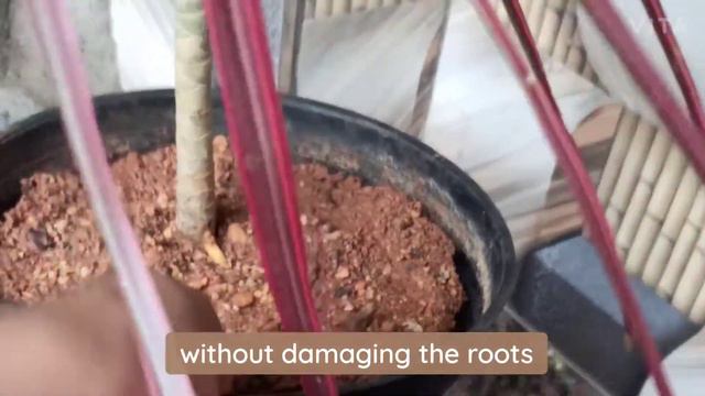 How to propagate #dracena marginata in a easy way смотреть онлайн