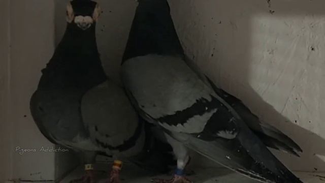Polish Wattle Pigeons ( Brodawszak Polski )