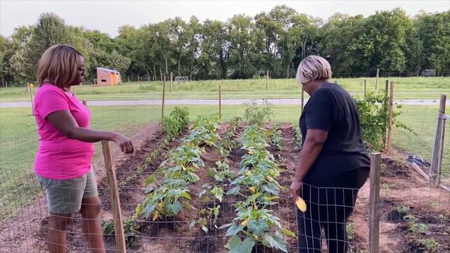 Intergenerational Gardening |  DIY Gardening Secrets| Harvesting Chamomile, Rainbow Okra, And Squas