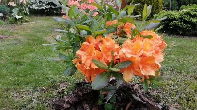 Листопадные рододендроны, зимостойкие сорта смотреть онлайн