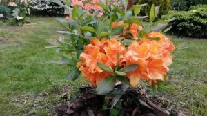 Листопадные рододендроны, зимостойкие сорта