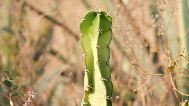 Dan Gibson’s Solitudes - Saguaro Dew | Desert Spa смотреть онлайн