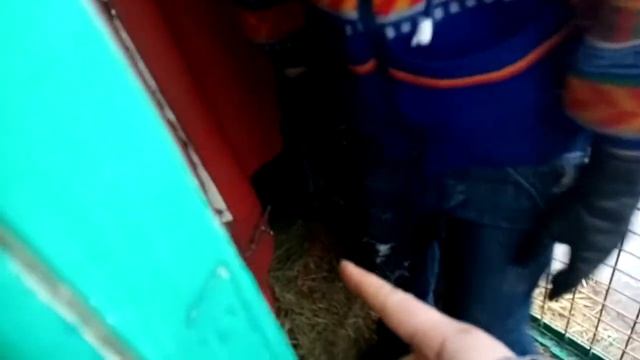 Вальер для собаки, дёшево и сердито!!! Немка родила. смотреть онлайн