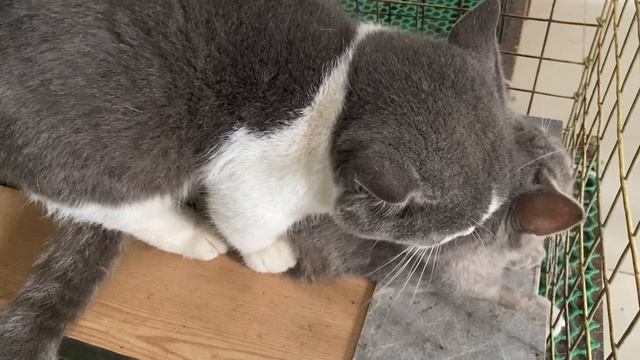Cat in heat ? || May vs Kim3 || Munchkin Mate || Cat breeding ? смотреть онлайн