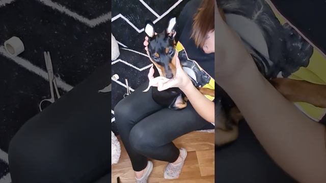 как заклеить уши, чтобы стояли смотреть онлайн