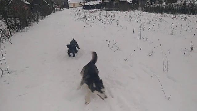 Друзья по жизни!!! Хаски и спаниель!!! смотреть онлайн