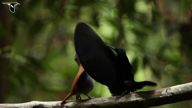 Великолепная щитоносная райская птица Ptiloris magnificus смотреть онлайн