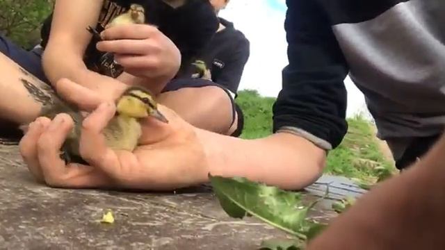 Let's catch a wild duck! Caught wild ducks! Ловим дикую утку! Поймали диких утят! смотреть онлайн
