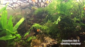 Вся правда о Гуппи. Параметры воды для содержания Гуппи. Болезнь Гуппи. Колумнариоз.