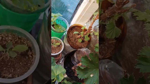 Домашняя оранжерея смотреть онлайн