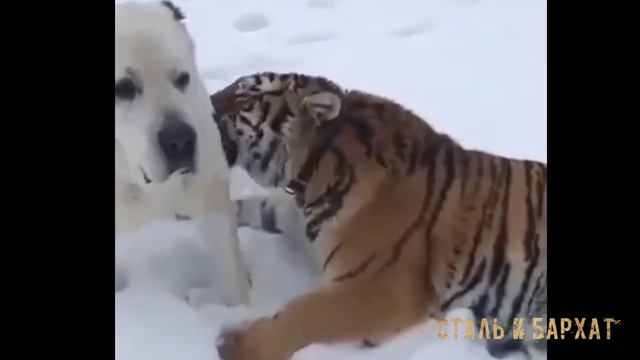Алабай и тигр смотреть онлайн