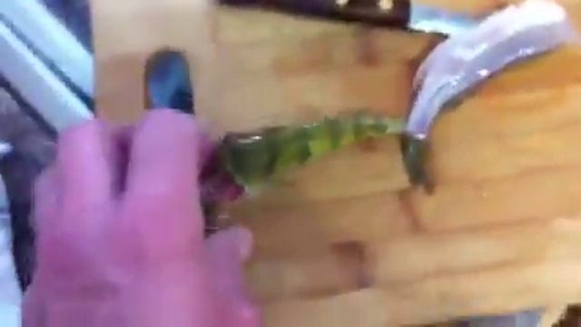 Как быстро почистить окуня смотреть онлайн