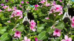 Sony A7C R vs Sony A7R V Camera Test