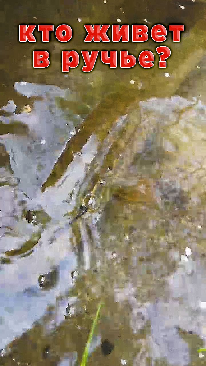 Щука в искусственном ручье! смотреть онлайн