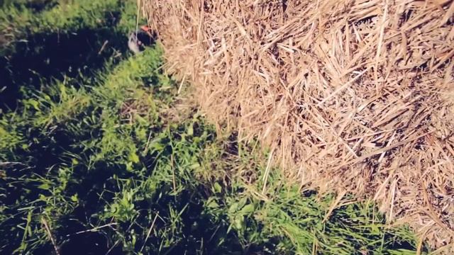 Приколы. ТАЙНАЯ ЖИЗНЬ ДОМАШНИХ ЖИВОТНЫХ ПО РУССКИ #2. смотреть онлайн