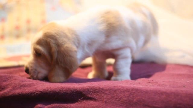 Наследие Нибелунгов Золотинка 27 дней смотреть онлайн