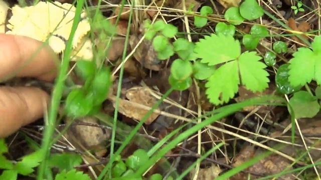 128. За грибами лисичками июль 2021 в Тульской области. Первые грибы  2021 в нормальном количестве.