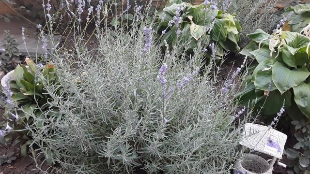 ЛАВАНДА ОСЕННЯЯ ОБРЕЗКА... видео не учебное, содержит много лирики.... смотреть онлайн