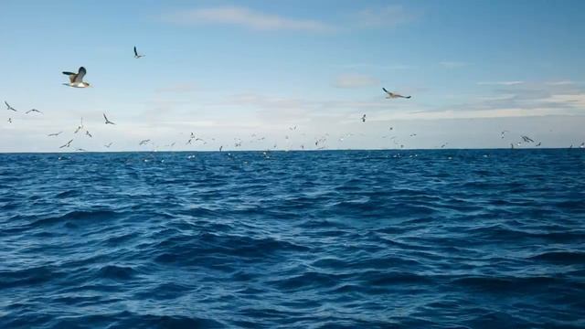 Природа 2К Видео