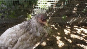 Чем лечить кур если они хрипят и чихают