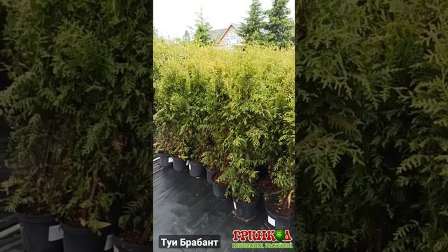 Туи брабант для живой изгороди смотреть онлайн