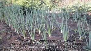 Можно ли сажать проросший лук севок
